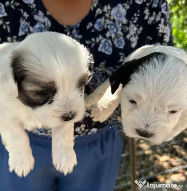 Pui Bichon Maltez