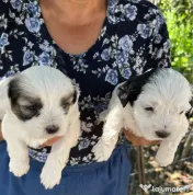 Pui Bichon Maltez