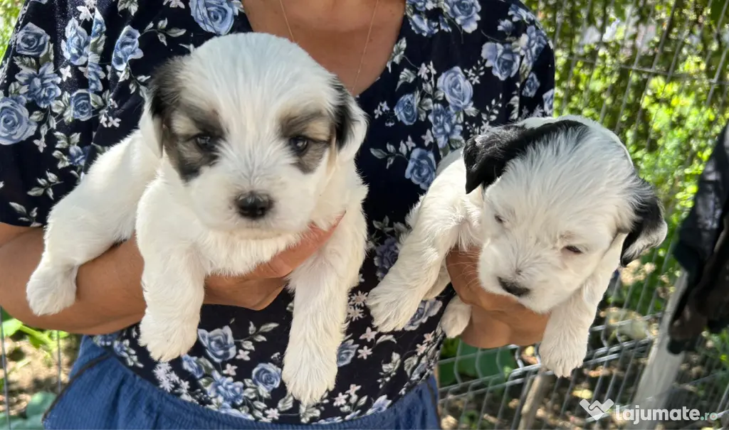 Pui Bichon Maltez