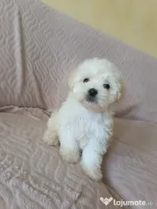 Bichon maltez fetițe și băieței 