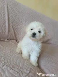 Bichon maltez fetițe și băieței 