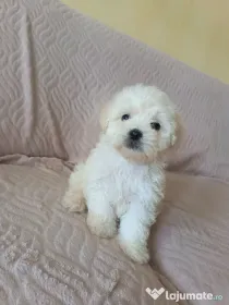 Bichon maltez fetițe și băieței