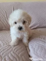 Bichon maltez fetițe și băieței 