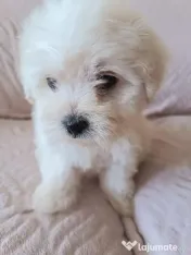 Bichon maltez fetițe și băieței 