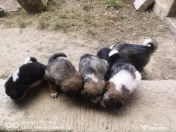 Costum 3 piese 