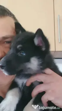 Puiuti husky
