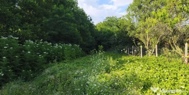 Teren intravilan 1.112 mp — zonă centrală, Frumușani, jud. Călărași
