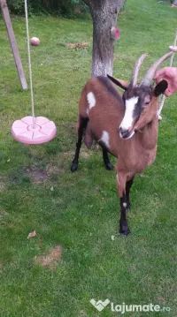 URGENT!!! Vand capre bune de lapte alpina cu saanen 