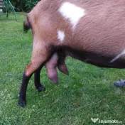 URGENT!!! Vand capre bune de lapte alpina cu saanen 