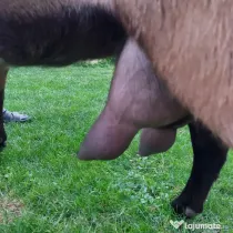 URGENT!!! Vand capre bune de lapte alpina cu saanen