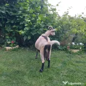 URGENT!!! Vand capre bune de lapte alpina cu saanen 