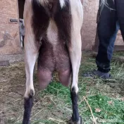 URGENT!!! Vand capre bune de lapte alpina cu saanen 