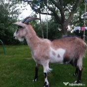 URGENT!!! Vand capre bune de lapte alpina cu saanen 