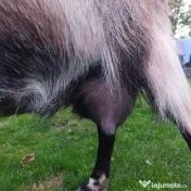 URGENT!!! Vand capre bune de lapte alpina cu saanen 