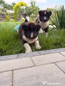 Akita American masculi
