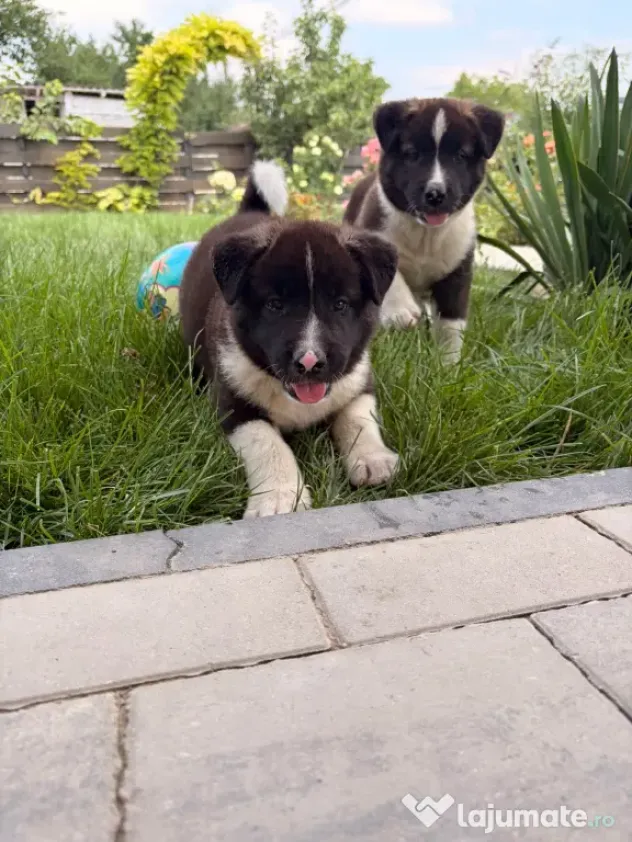 Akita American masculi