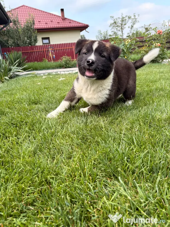 Akita American masculi