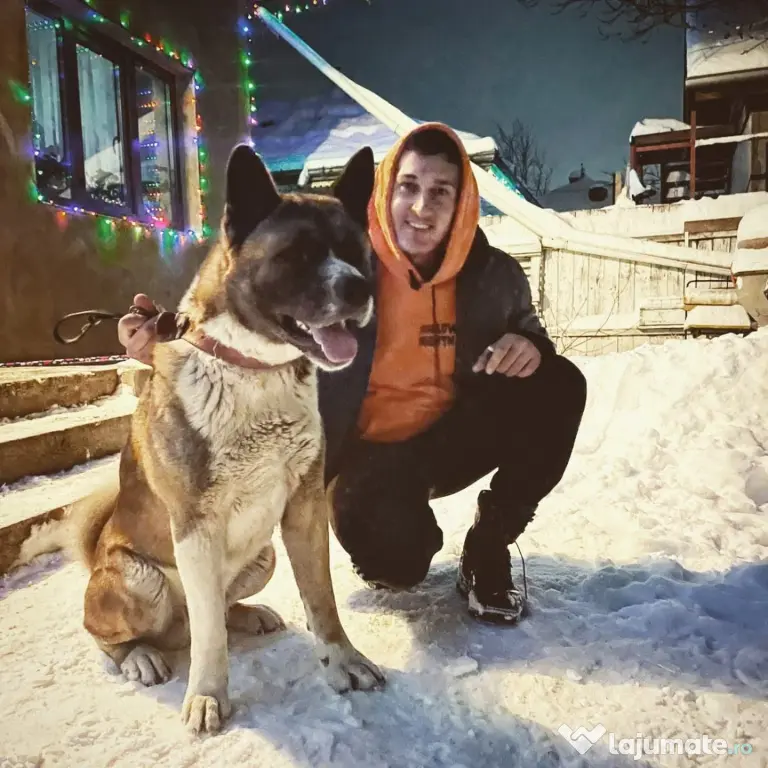 Akita American masculi