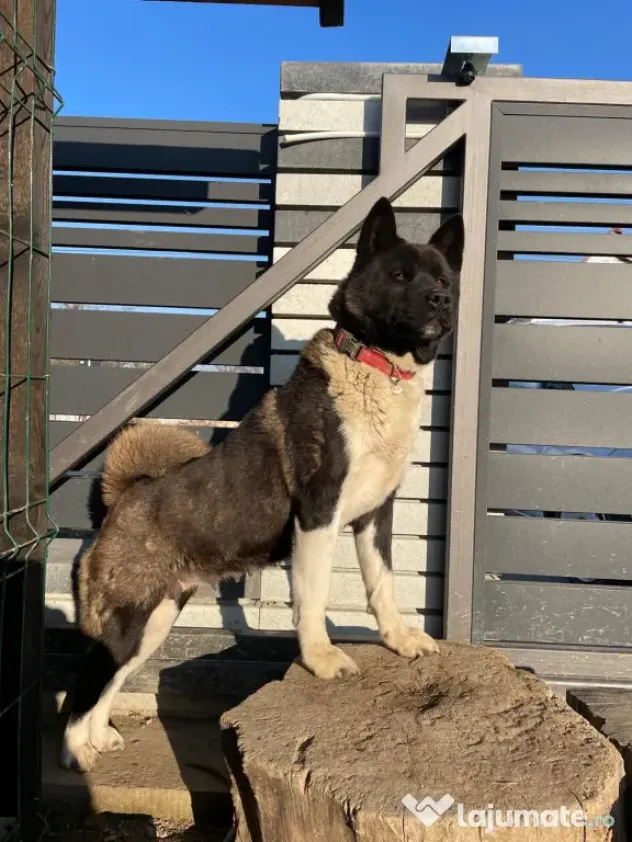 Akita American masculi