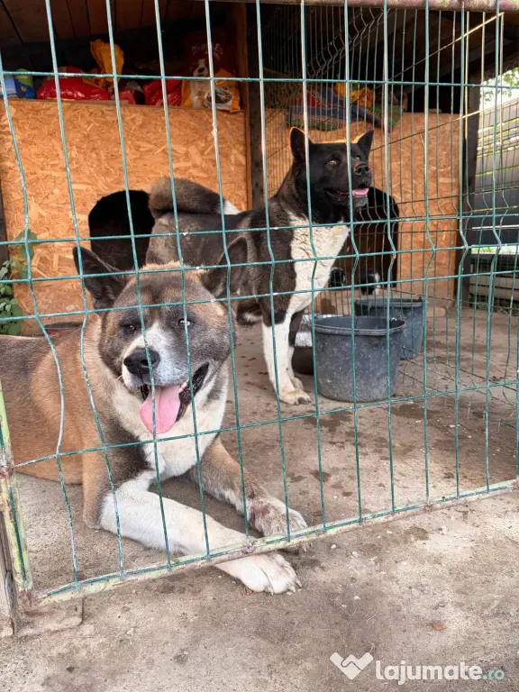 Akita American masculi