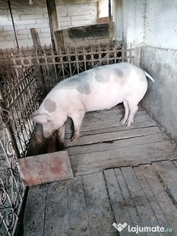 Porc de vanzare 140 kg