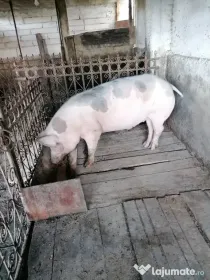 Porc de vanzare 140 kg