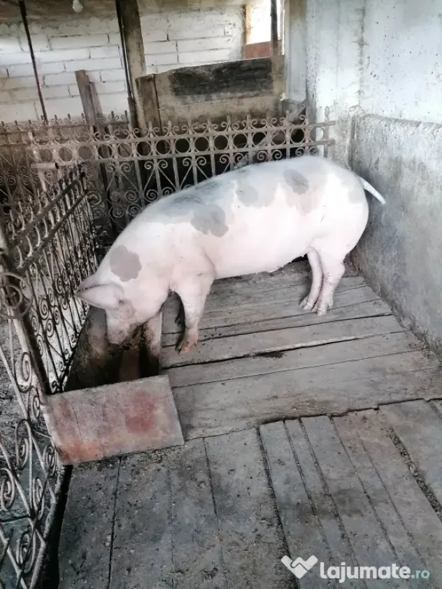 Porc de vanzare 140 kg