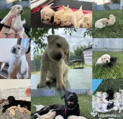 Labrador retriever masculi femele negru galben