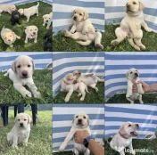 Labrador retriever masculi femele negru galben