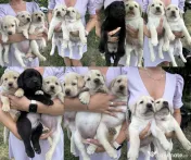 Labrador retriever masculi femele negru galben