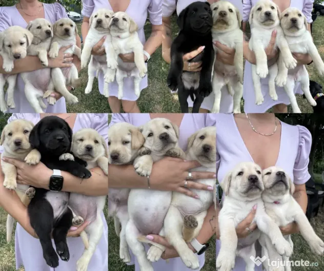 Labrador retriever masculi femele negru galben