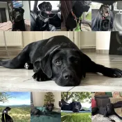 Labrador retriever masculi femele negru galben