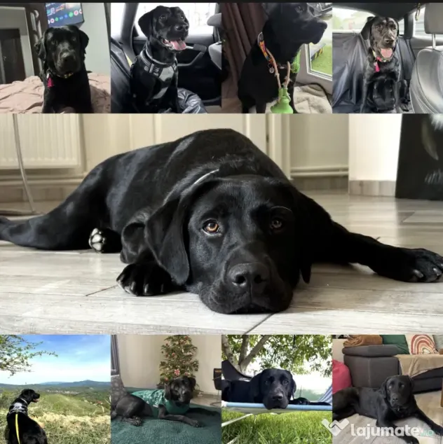 Labrador retriever masculi femele negru galben