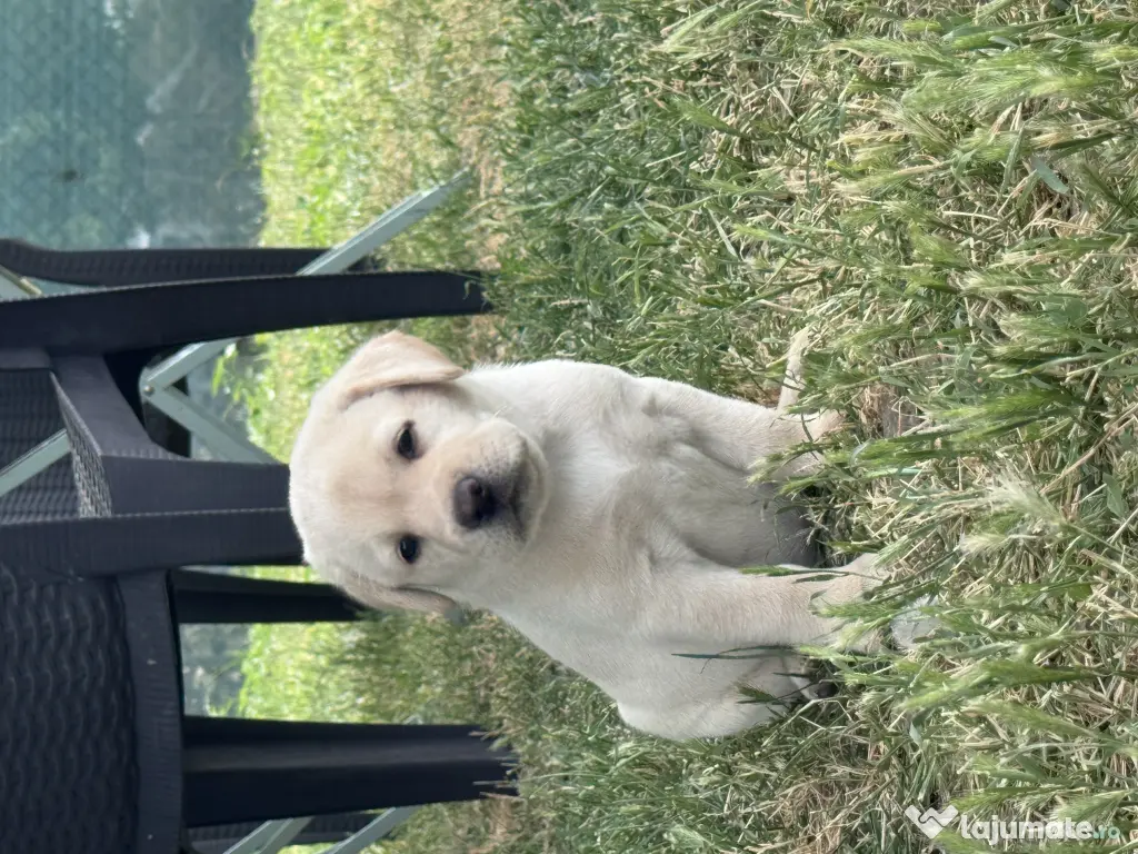 Labrador retriever masculi femele negru galben