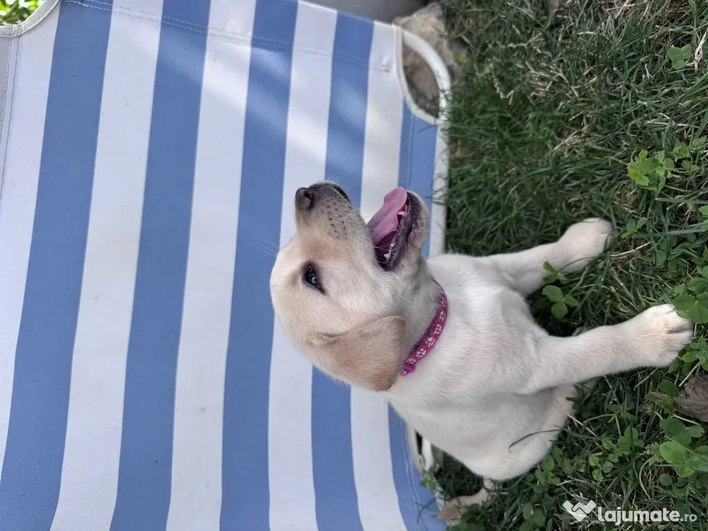 Labrador retriever masculi femele negru galben