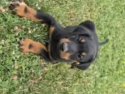 Pui de doberman 
