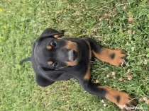 Pui de doberman