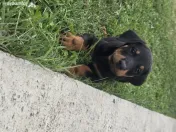 Pui de doberman 