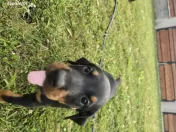 Pui de doberman 