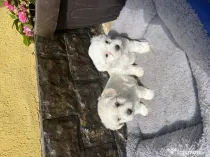 Bichon maltez fetița și băiețel
