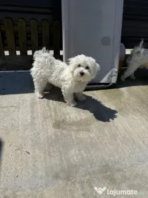 Bichon maltez