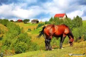 Resedinta pensiune, in areal privilegiat. cu 1.000 mp teren 