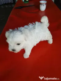 pui bichon maltez în vârstă de 3 luni