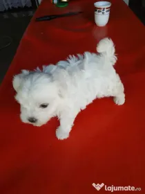 Pui bichon maltez în vârstă de 3 luni