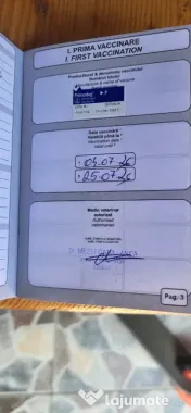 Perie păduchi 