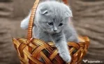 Scottish Fold de excepție