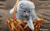 Scottish Fold 0733 890 041