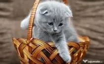 Scottish Fold 0733 890 041