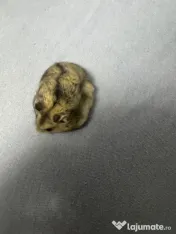 Hamsteri siberieni pitici