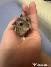 Hamsteri siberieni pitici